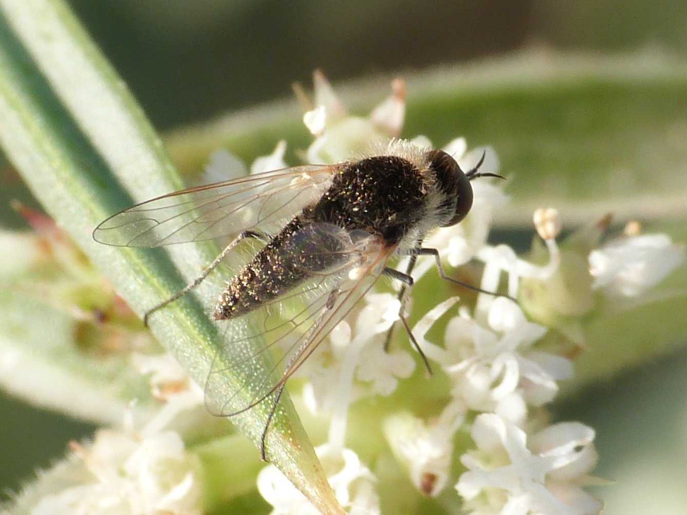 Piccolo Bombylidae: Geron sp.